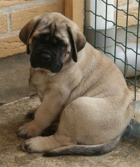 mastiff puppies florida|mastiff breeders in florida.